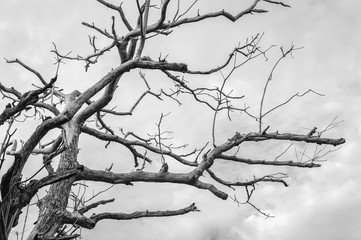 Pattern of the tree dead