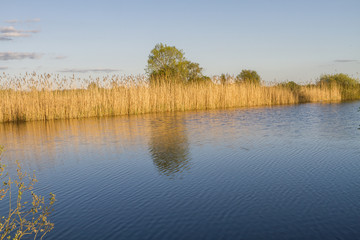 Small lake in summer