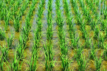 田植え３週間後の田園風景／山形県の庄内地方で、田植え３週間後の田園風景を撮影した写真です。
