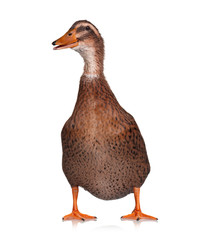 Domestic duck