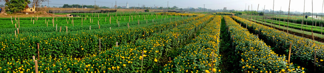 Panorama of flowers fields in Nam Dinh, Vietnam