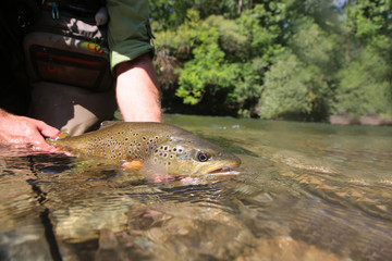 Brown trout being taken out of water by fisherman