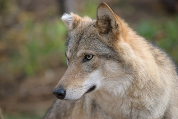 Fototapeta premium wolf portrait