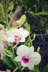 Obraz premium Vintage orchid flowers