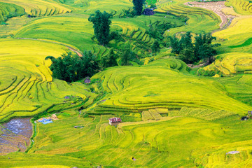 Fototapeta premium Terraced rice fields in Sapa, Lao Cai, Vietnam 