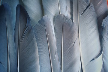 Vintage feather