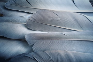 Vintage feather