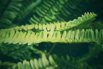 Fern leaves with shadow