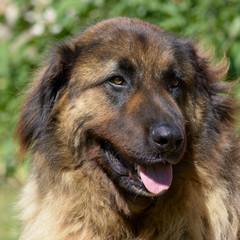 Leonberger dog portrait