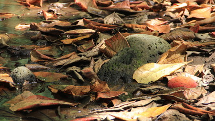 couleur d'automne