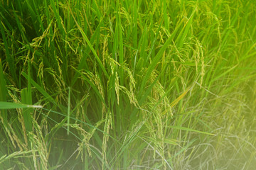 rice field seed