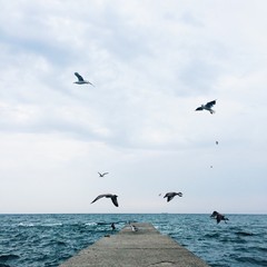Fototapeta na wymiar old sea pier and gulls