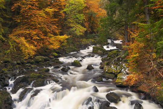 River through autumn colours at the Hermitage, Scotland
