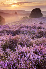 Blooming heather at sunrise, Posbank, The Netherlands