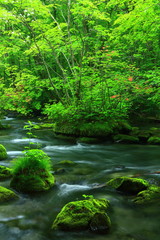 Obraz premium 青森県 夏の奥入瀬渓流