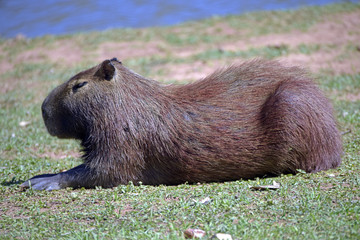 Capybara, the largest rodent in the world