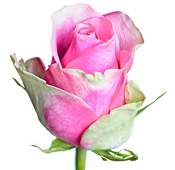 Close-up of a single cream and pink rose isolated on a white background