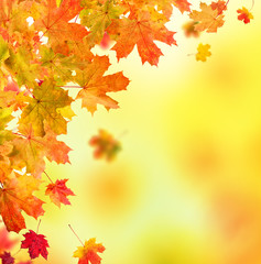 Plakat autumn leaves background