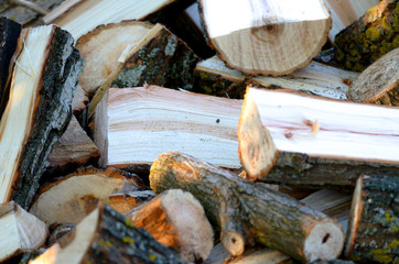 Fresh cut firewood