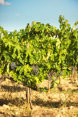 Fototapeta na wymiar Red grapes waiting to be beheaded in the warm sun of Tuscany