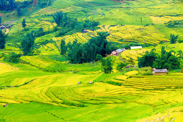 Terraced rice fields in sapa, Vietnam