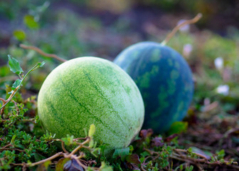 watermelons on a field