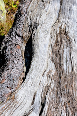 Rinde eines alten Baumes