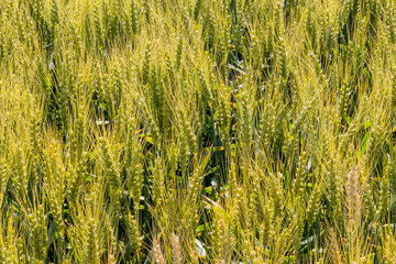 Gerstenfeld vor der Ernte