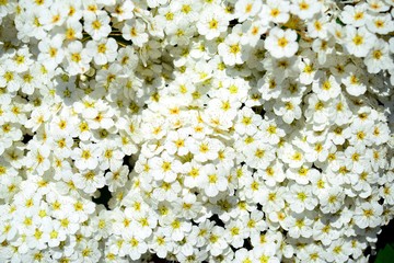 A bush white blossom in Vilnius town on spring