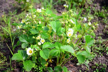 Strawberrywhite  blossoms on spring in Europe