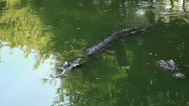 big crocodile swimming  in the pond