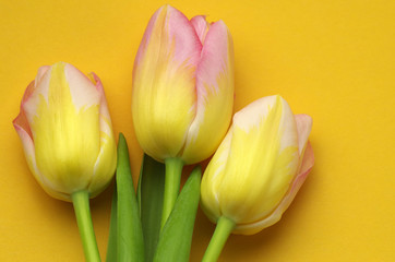 Tulpen