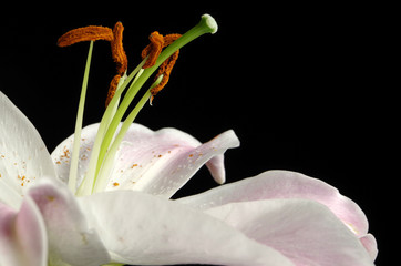 lilie © annabell2012