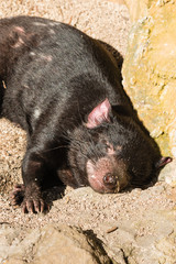 closeup of resting Tasmanian devil