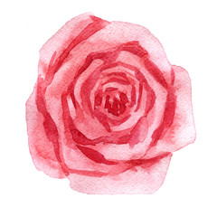 watercolor drawing pink rose