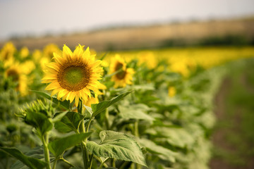 Sunflowers in the field. Focus in flower