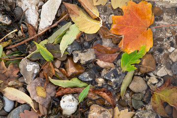Autumnal colored leaves in water