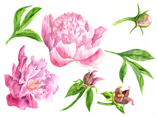 watercolor floral set