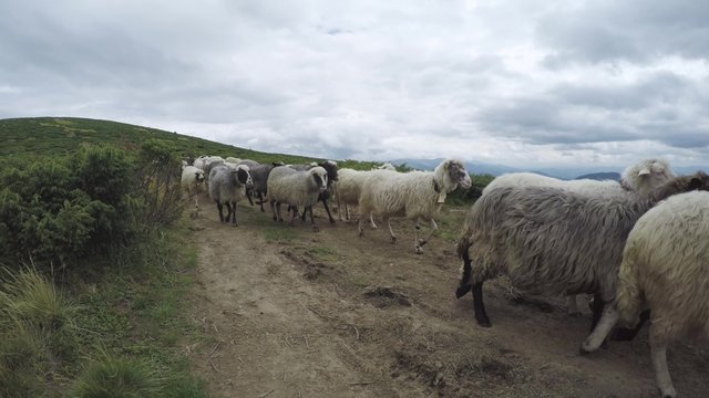 A flock of sheep in the mountains of the Chornohora Range in the Carpathians, Ukraine.  August 2015. 4K