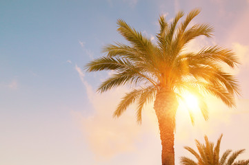 Green palm leaves on blue sky background.