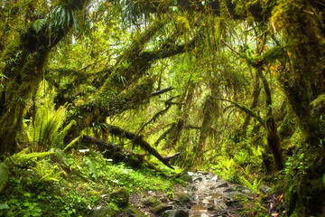 Mossy green rainforest at the foothills of Himalayas.  - 90448815