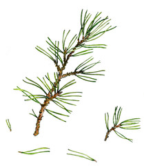 pine branches  and needles
