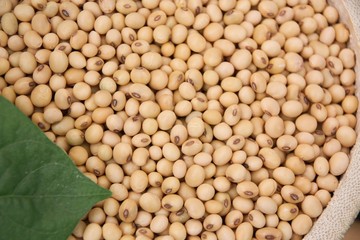 Soybean