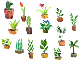 watercolor drawing home plants