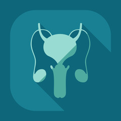 Flat modern design with shadow icons male reproductive system