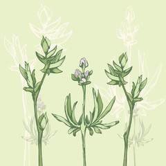 Sketched herbs, green plants