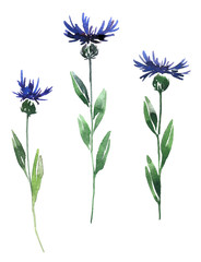 cornflowers drawing by watercolor