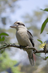 Closeup of Laughing Kookaburra (Dacelo novaeguineae) sitting on