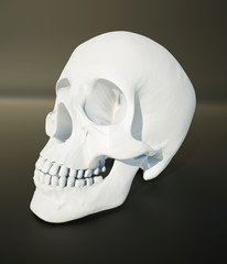 Obraz premium white scull
