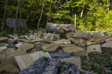 Holz als nachwachsender Rohstoff für Nachhaltigkeit